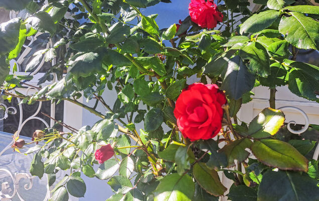 Villa Rose - Photo 11