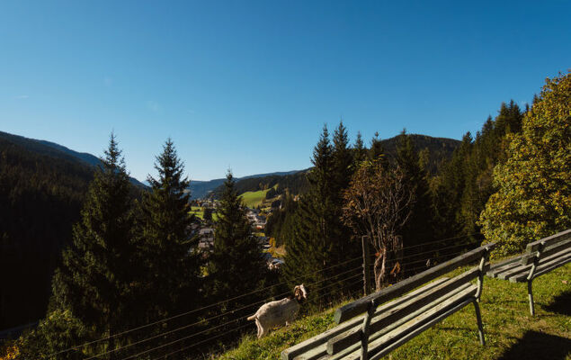 Bischofsmütze - Photo 32