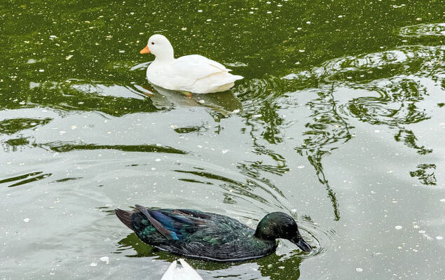 Helmreich - Photo 28