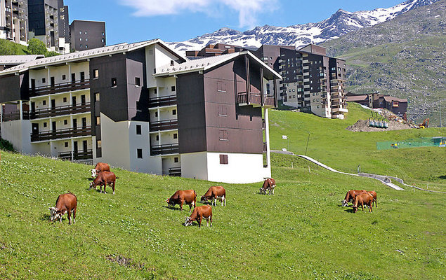 Les Asters - Photo 2